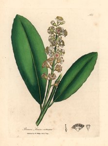 Beyaz çiçekli kiraz defne ağacı, Prunus laurocerasus, William Woodville