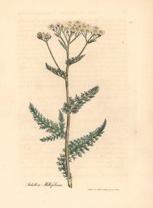 Beyaz çiçekli civanperçemi veya milfoil, Achillea millefolium, William Woodville