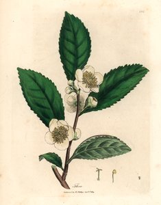 Beyaz çiçekler ve yeşil çay yaprakları, Thea bohea, Camellia sinensis, William Woodville