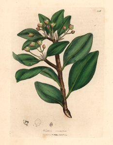 Kış kabuğu ağacı, Wintera aromatica, Drimys winteri, William Woodville