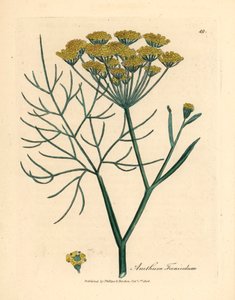Sarı çiçekli rezene, Anethum foeniculum, William Woodville