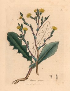 Sarı çiçekli yabani marul, Lactuca virosa, William Woodville