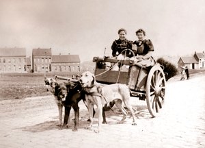 Kadınları arabaya çeken köpekler, Anvers, 1898.