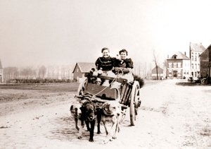 Kadınları arabaya çeken köpekler, Anvers, 1898.