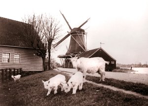 Keçiler, Laandam, Hollanda, 1898. by James Batkin