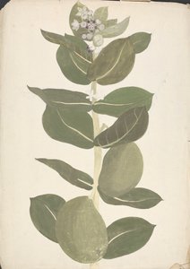 Calotropis procera (Ait.) Ait. F. (Sodom Elması, Kulak Ağacı): çiçekli ve meyve veren bitkinin çizimi tamamlandı
