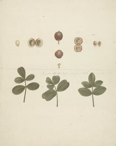 Commiphora gileadensis (L.) C. Chr. (Gilead Merhemi, Opobalsam): meyvelerin, parçalara ayrılmış meyvelerin ve yaprakların bitmiş çizimi by James Bruce