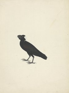 Corvs crassirostris (Kalın Gagalı Kuzgun) by James Bruce