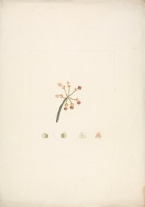 Euphorbia nubica NE Br. (Nubian Sütleğen): çiçek diseksiyonlarının ayrıntılarıyla birlikte çiçek açan ve meyve veren sürgünün tamamlanmış çizimi by James Bruce