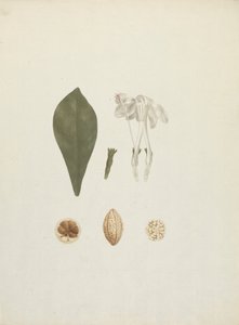 Gardenya ternifolia Schum.& Thonn. (Jovis-Tonantis): ek meyve detaylarıyla tamamlanmış çizim by James Bruce
