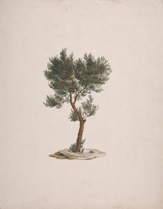 Juniperus procera Endl. (Afrika Kalem Sediri): ağaçların alışkanlığının çizimi tamamlandı by James Bruce