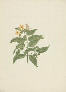 Mussaenda arcuata Lam. eski Poir. : ayrıntılar olmadan tamamlanmış çizim by James Bruce