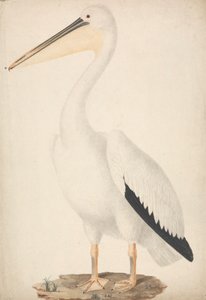 Pelecanus onocrotalus (Büyük Beyaz Pelikan) by James Bruce