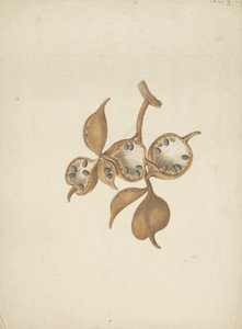 Sterculia africana (Lour.) Fiori: tohum kabukları ile gövde çizimi tamamlandı, bazıları tohumları açık gösteriyor by James Bruce