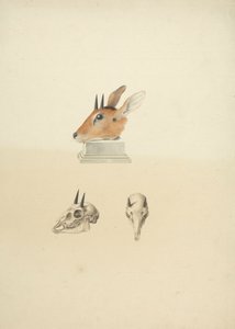 Tanımlanamayan Madoqua (Dik-dik): baş ve kafatası çalışması by James Bruce