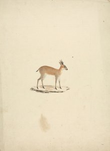 Tanımlanamayan madogua (Dik-dik) by James Bruce