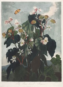 Flora Tapınağı veya Doğa Bahçesi: Obique Yapraklı Begonya, 1800.