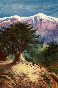 Lübnan Sedirleri - Matt. xii. 33, c1924. Yaratıcılar: James Clark, Henry A Harper.