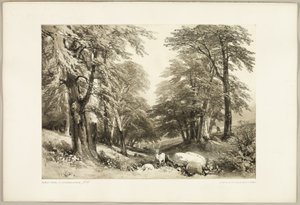 Arundale Park'taki Kayın Ağaçları, Park ve Ormandan by James Duffield Harding