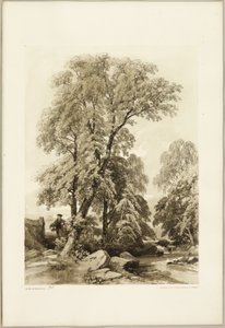 Karaağaç ve Huş, Park ve Orman