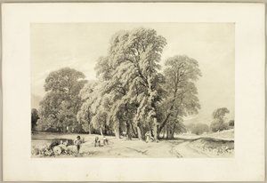 Çınarlar, Parktan ve Ormandan by James Duffield Harding