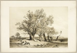 Park ve Orman'dan Pollard Willow by James Duffield Harding