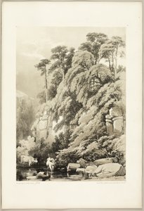 Wych Elm ve Firs, The Park and the Forest