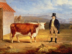 Bay James Hodges ve İki Yaşındaki Hereford Düvesi, 1843 dolayları by James Flewitt Mullock