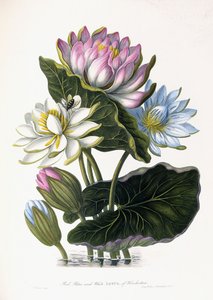 Hindustan Kırmızı, Mavi ve Beyaz Lotus, 1781 by James Forbes