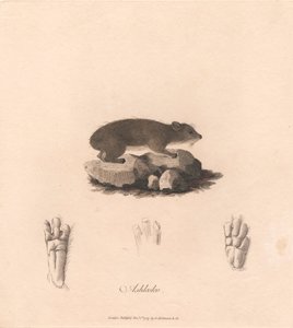Aşkoko by James Heath