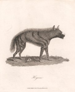 sırtlan by James Heath