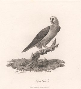 Nisser Çalışması by James Heath