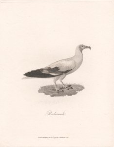 rahamah by James Heath