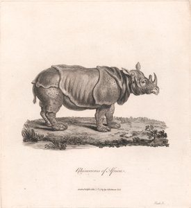 Afrika gergedanı