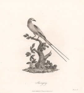 Şeregrig
