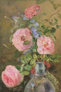 Amaroza, Convolvulus na Delphinium