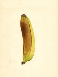  by James Marion Shull