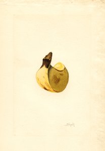  by James Marion Shull