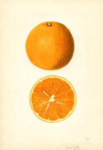  by James Marion Shull