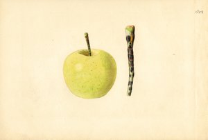  by James Marion Shull