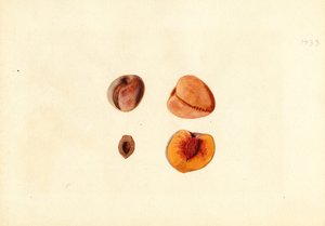  by James Marion Shull
