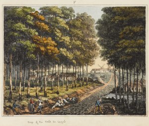 Foret de Soignes