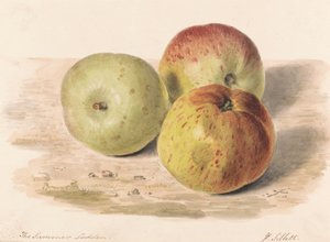 Summer Lodden, Eylül 1832: Üç Elmanın Natürmort Çalışması