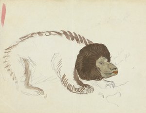Bir ayı by James Sowerby