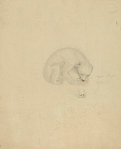 Bir ayı by James Sowerby
