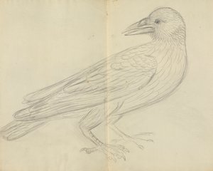 Karga by James Sowerby