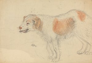Bir köpek by James Sowerby