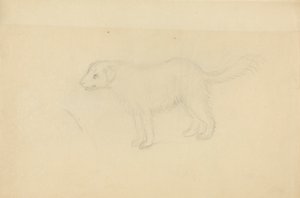 Bir köpek by James Sowerby
