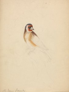 Bir Avrupa Saka Kuşu by James Sowerby