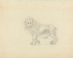 Bir aslan by James Sowerby